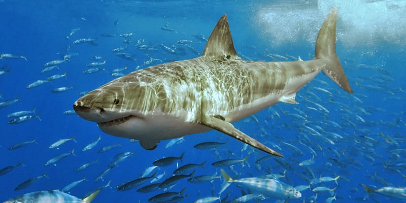 Как избежать нападения акулы и что делать, если это произошло